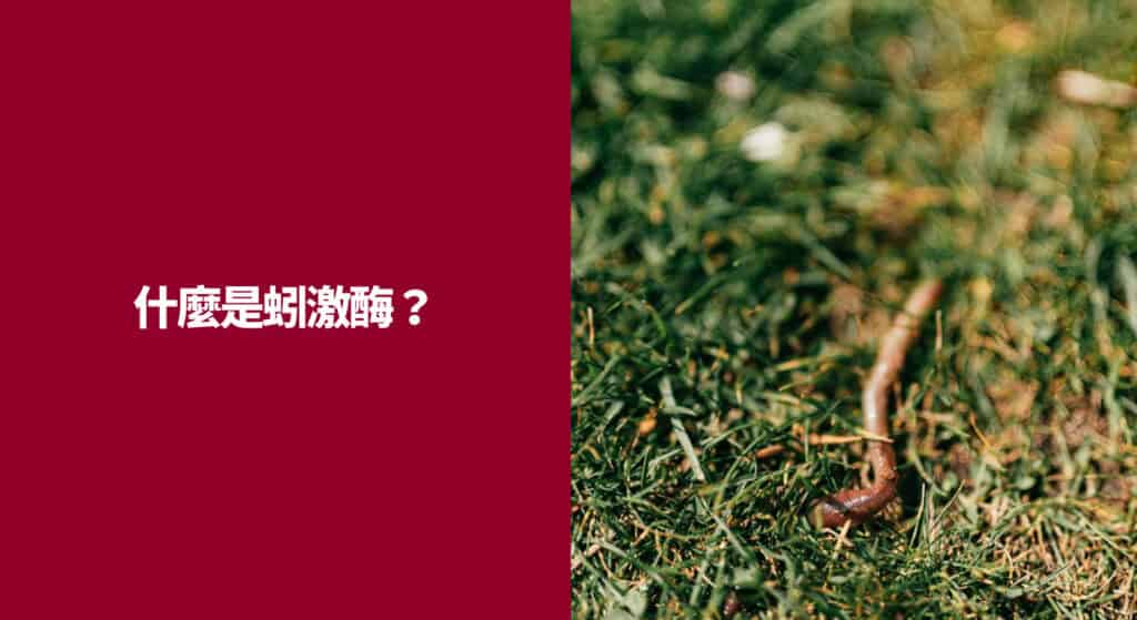 什麼是蚓激酶？