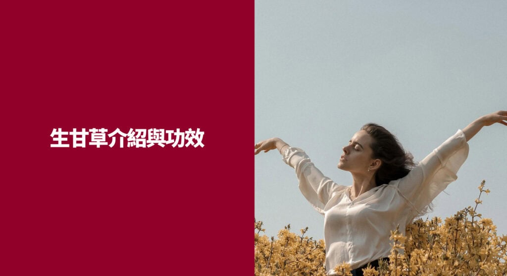 生甘草介紹與功效